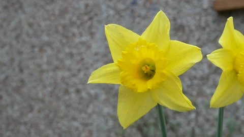 Daffodil blowing in wind Stock-Footage 104111296