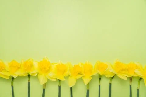 Daffodil border Stock Photos