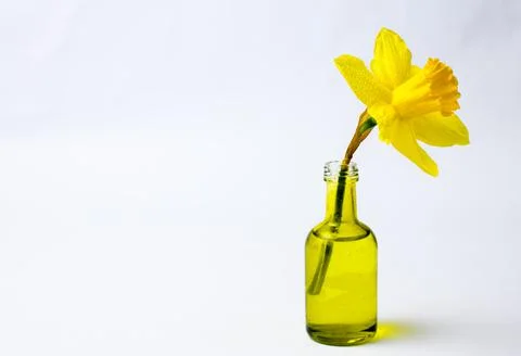 Daffodil in a bottle on white Stock Photos