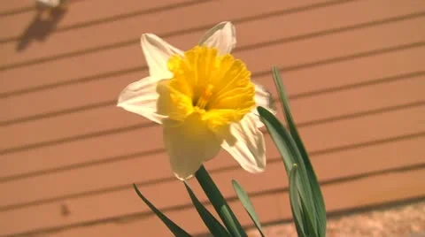 Daffodil in the breeze Stock Footage 10850222