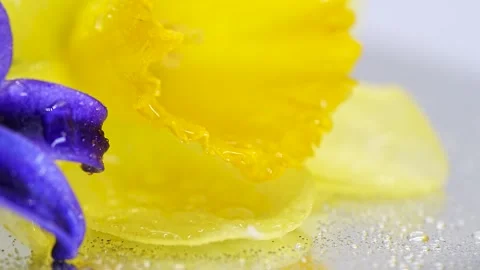 A daffodil with bright yellow petals is shown in close-up Stock Footage 332274363