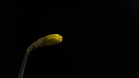 Daffodil Bud Opening - Timelapse - Black Background 库存影片 122388969