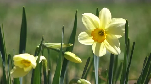 Daffodil with bud in wind Stock Footage 53849685