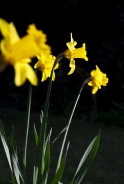 Daffodil bulbs in bloom Stock Photos