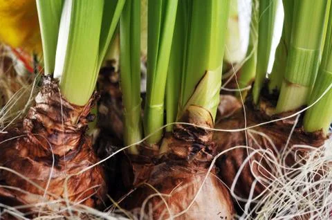 Daffodil bulbs Stock Photos