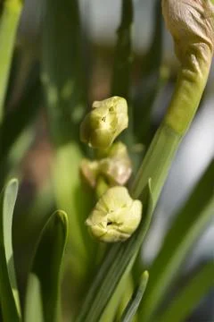 Daffodil Cheerfulness Stock Photos