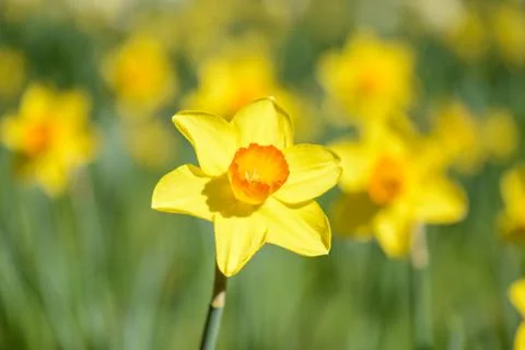 Daffodil close up Foto stock