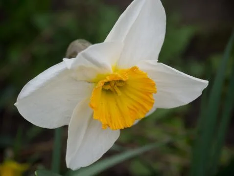 Daffodil close up Stock Photos