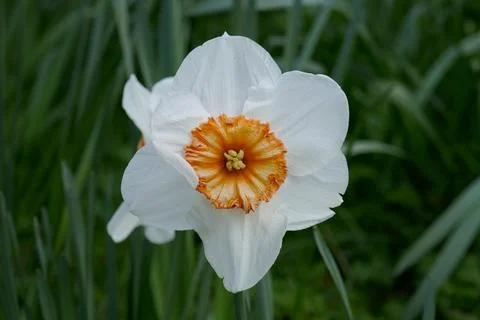 Daffodil close up Foto stock