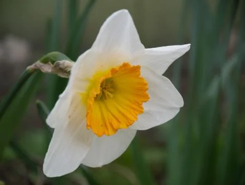 Daffodil close up view  Stock Photos