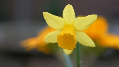 Daffodil Closeup Blowing Stock Footage 104111992