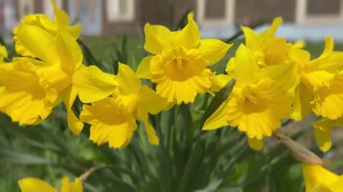 Daffodil Days Stock Footage 238410909