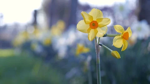 Daffodil Delight Stock Footage 98250595