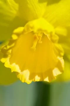 Daffodil details Stock Photos