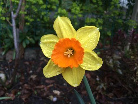 Daffodil with Dew Drops Stock Photos