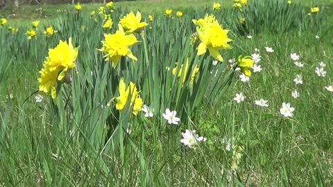 Daffodil easter flowers background blooming in bright yellow color Stock Footage 263677737