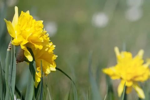 Daffodil easter flowers background. yellow Spring flower Stock Photos