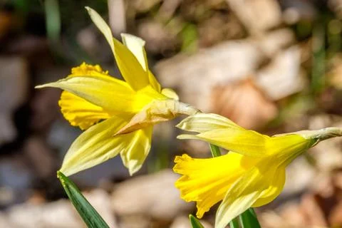 Daffodil Easter Spring Flowers close up with blue sky Stock Photos