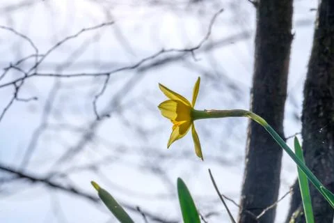 Daffodil Easter Spring Flowers close up with blue sky Foto stock