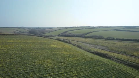 Daffodil farm in Cornwall from a drone, England Stock Footage 173390861