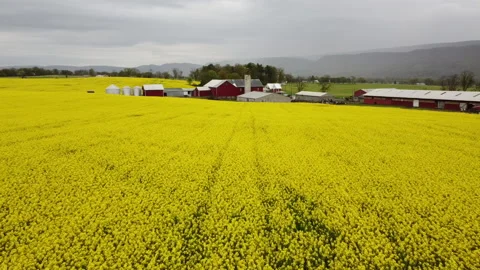 Daffodil Farm Flyover Stock Footage 145236121