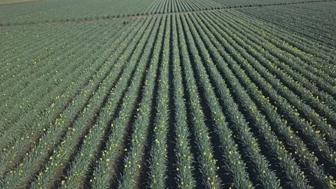 Daffodil field ascend and tilt Stock Footage 135715920