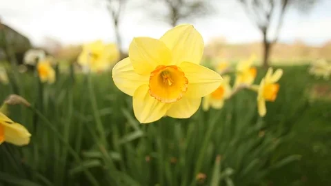 DAFFODIL IN FIELD Stock Footage 75036816