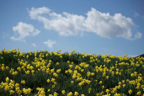 Daffodil Field Stock Photos
