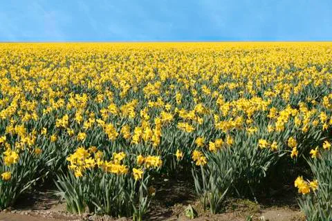 Daffodil field Stock Photos