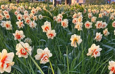 Daffodil field Stock Photos