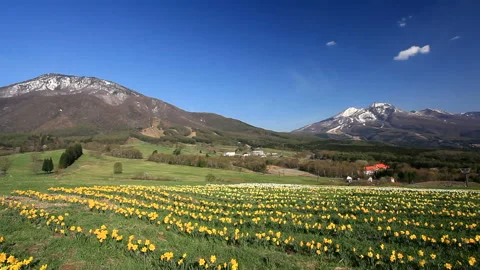 Daffodil Fields and the Mountains Myoko and Kurohime Stock Footage 330192784