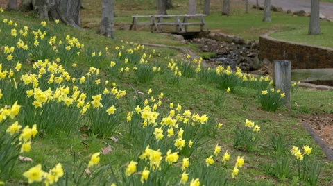 Daffodil fields with background bridge Stock Footage 49938870