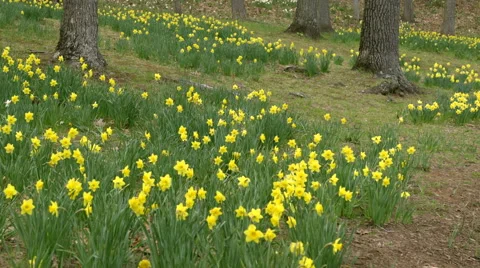 Daffodil fields between trees in nature park Stock Footage 49939127