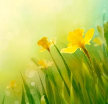 Daffodil floral spring background. Easter Spring Flowers. Elegant Mother's Da Stock Photos