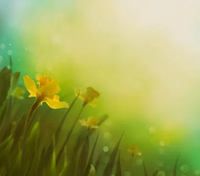 Daffodil floral spring background. Easter Spring Flowers. Elegant Mother's Da Stock Photos