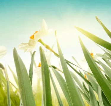 Daffodil floral spring background. Easter Spring Flowers. Elegant Mother's Da Stock Photos