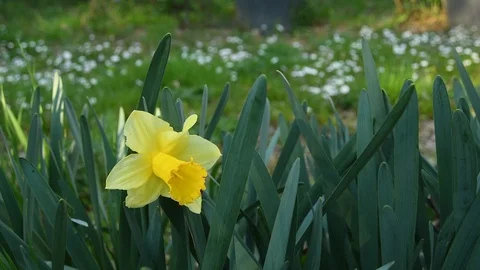 Daffodil flower and green leaf in a flower garden in a  spring day. Stock Footage 105313641