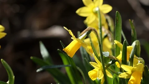 Daffodil flower and green leaf in daffodil flower garden at sunny spirng Stock Footage 126828746