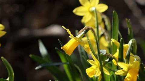 Daffodil flower and green leaf in daffodil flower garden at sunny spirng Stock Footage 126829296