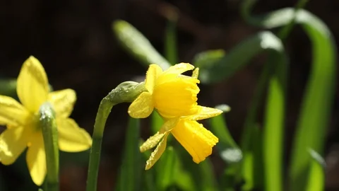 Daffodil flower and green leaf in daffodil flower garden at sunny spring Stock Footage 126829601