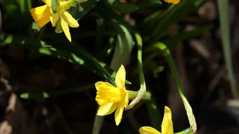Daffodil flower and green leaf in daffodil flower garden at sunny spirng Stock Footage 126829602