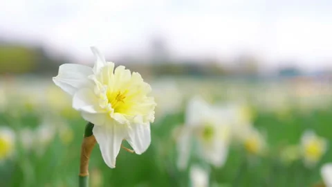 Daffodil flower background in 4k slow motion 60fps Stock-Footage 152575333