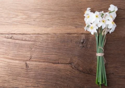 Daffodil flower on background Stock-Fotos