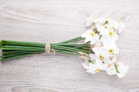 Daffodil flower on background Foto stock