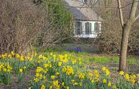 Daffodil Flower Bed at Deep Cut Gardens -01 Stock Photos