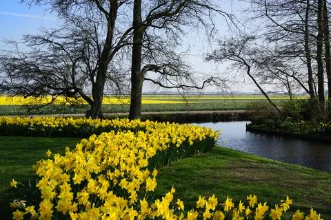 Daffodil flower bed Stock Photos
