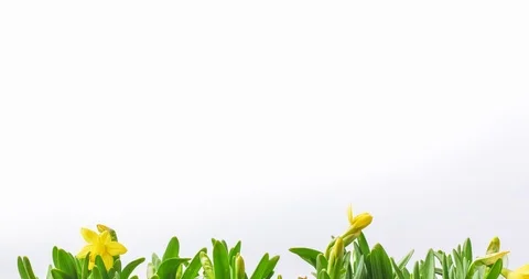Daffodil Flower Blooming Time Lapse Stock Footage 125999649