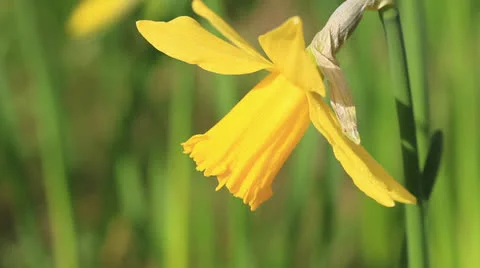 Daffodil flower close-up Stock Footage 22515537