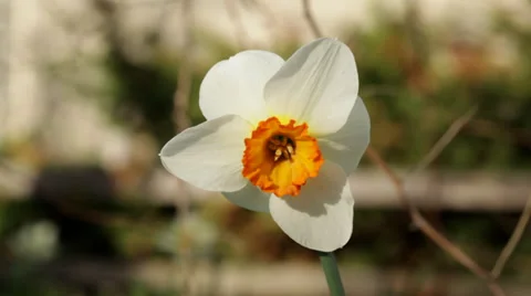 Daffodil flower close-up Stock Footage 38821324