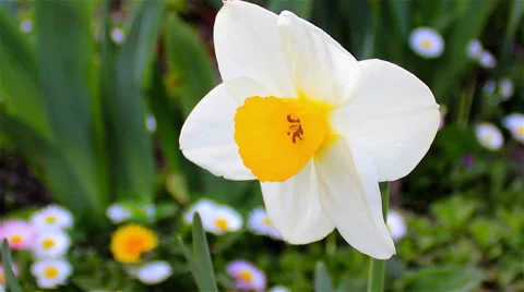 Daffodil flower close-up Video stock 45927149